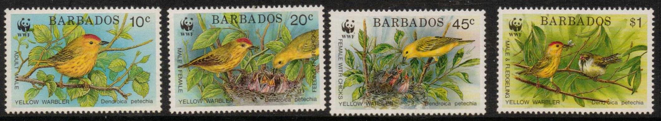 Barbados Yellow Warbler